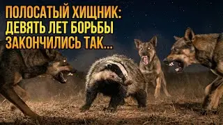 ПОЛОСАТЫЙ БАРСУК: ОТ РОЖДЕНИЯ В ГРЯЗНОЙ НОРЕ ДО КРОВАВОЙ ГИБЕЛИ ПОД ЗВЁЗДАМИ БРАЗИЛИИ
