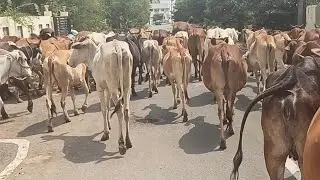 Cow Videos with Cow Sound | Cow Video | Cow Song | Cow Sound | Cow Bell