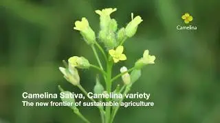 Camelina sativa - a little trunk full of 