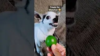 Treats for Manchas #shorts #funny #baconformanchas