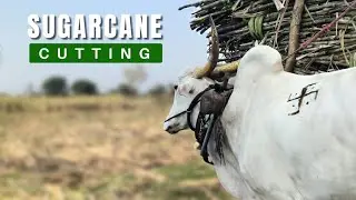 ऊस तोडणी | Hard Work Behind the Sugarcane Harvest 🎋