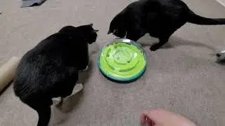 Seeing if my cats can handle the Outward Hound wobble bowl puzzle feeder