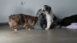 Playful & Active Mini Aussiedoodle Puppies