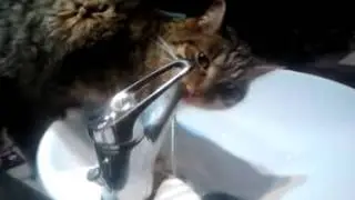 Un chat bois au lavabo