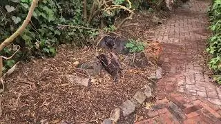 My favourite garden before and after @TheFFOz