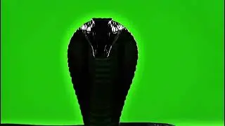 Dynamic Snake Silhouette Green Screen Overlay for Epic Video Projects