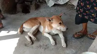 cut stray dog eating bread