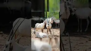 Herd of Gemsbok/short video Gemsbok