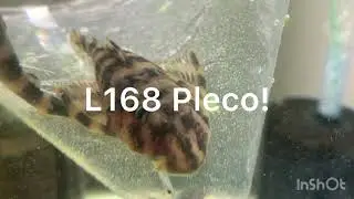 New L168 Butterfly Pleco