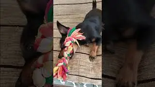 Yakalarsam #MiniaturePinscher #Pinscher #Küçükırk #DogLife #puppy #smallbreed #cutedog #lovedog