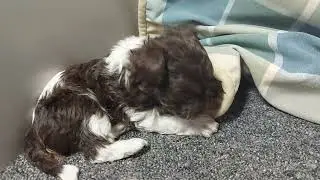 Chiot yorkipoo @ileauxchiens.com