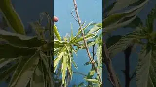 spider plant #plants #facts #garden #gardening #gardeningideas #ytshorts #yt #flowers #shortsfeed