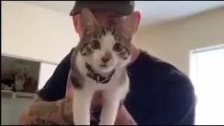 Cat gun (meow)