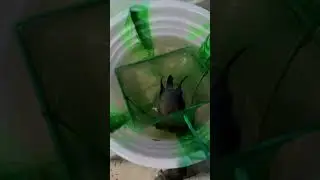 New tank for #flowerhorn | Budget fish tank
