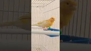 Canary Singing: The Most Beautiful Sounds of Nature | canary | Canary tweet