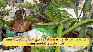 Maadi thottam | மாடி தோட்டத்தில் பூண்டு, கீரை மற்றும் முள்ளங்கி வளர வாய்ப்பு உள்ளதா?