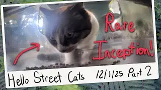 The Elusive Ms. Inception Appears at Happy Canteen! 😺💞 Hello Street Cat Archive 12/1/25 Pt 2
