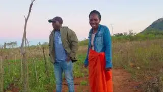 Tomatoes vs Carrots Farming returns in Zimbabwe