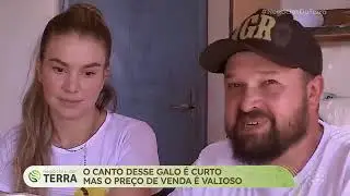 galo índio do canto curto 