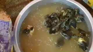 سبحت الوز الصغار وصارو حلوين 😍😍