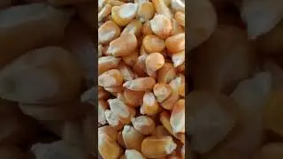 Maize /corn 📞 8210556731 For Wholesale Business.