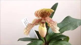 Orchidejos lt Paphiopedilum moquettianum x leucochilum alba
