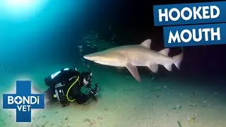 Rescue Mission To Save Endangered Shark Entangled In Fishing Wire