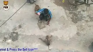 बन्दर का तगड़ा वाला नाच - Monkey Dance In Different Style - PKM Creation🔥🔥🔥