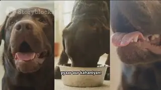 🐶 Dog Trying Human Food for the First Time 🍗😂 | Cutest & Funniest Reaction Ever! Ludhiana DogKennel