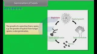 Morphology Of Flowering Plants   Fruits in English Medium