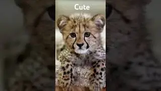 😨😨cute vs danger|☠😈|| #subscribe #animals| #shorts