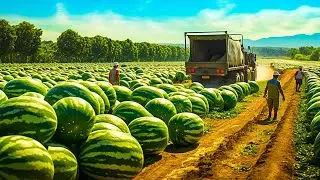 The Most Modern Agriculture Machines That Are INSANE | Watermelon Harvesting 🍉
