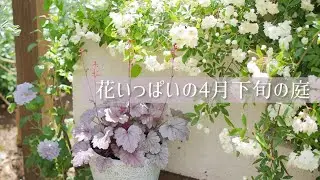 《4月下旬の庭を彩る花59種》バラ4/宿根草33/一年草13/球根3/花木4/クレマチス2《T's Gardenのガーデニング》