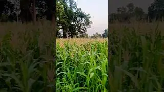 gaow me ghummi #song #hindisong #shortvideo #viralvideo #gaow