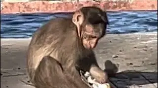 Poor baby monkey struggling to find mango juice ?
