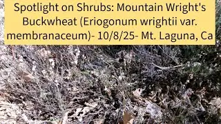 Spotlight on Shrubs: Mountain Wright's Buckwheat (Eriogonum wrightii var. membranaceum)- 10/8/25
