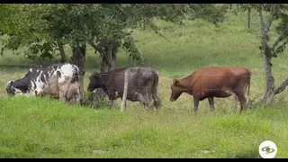 Desafíos de la ganadería tolimense - La Finca de Hoy