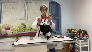 Cat harness - how to put one on your cat the low stress way   facebook live 852020
