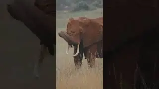 [PointFOOTAGE] Animals - Elephant eat dry grass in Savanna - Vertical FS - 11760787