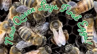 Watch a new queen honey bee lay her very first eggs!