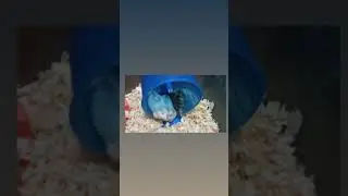 Hamster sleep together on jogging wheel