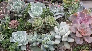 🪴Renklenen Sukulentlerim/Konum Farkları/Soğuktan Yaprak Dökülmesi  #sukulentbakımı #succulents