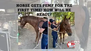HORSE GETS PEMF FOR THE FIRST TIME! How will he react?