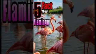 5 Amazing Facts About Flamingos 🦩 Fascinating Flamingo Facts #shorts #viralshorts #flamingo #birds