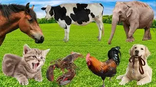 Cute Farm Animals: Deer, Sheep, Goose, Chicken, Cow, Pig, Cat, Donkey &ndash; Animal Video