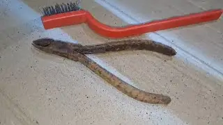 Few People Have Seen The Restoration Of Rusty Nail Clipper | Restoration | Skills House