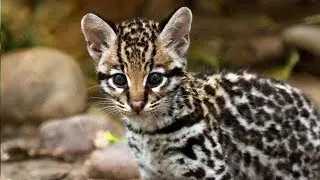 Kitten Cuteness! Dallas Zoo's Baby Ocelot Explores Habitat