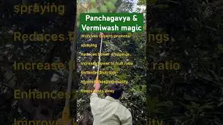 High quality Mango 🥭 Panchagavya & Vermiwash Magic