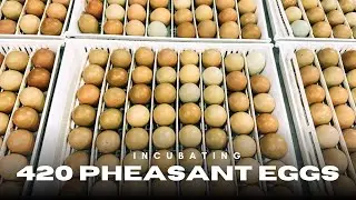 How to Raise Pheasants | Part One : Incubating