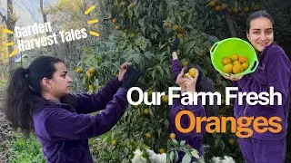 Farm Girl for a Day | What&rsquo;s new this week #sushiaursamosa #slowliving #farmlife #shimlalife #vlog 